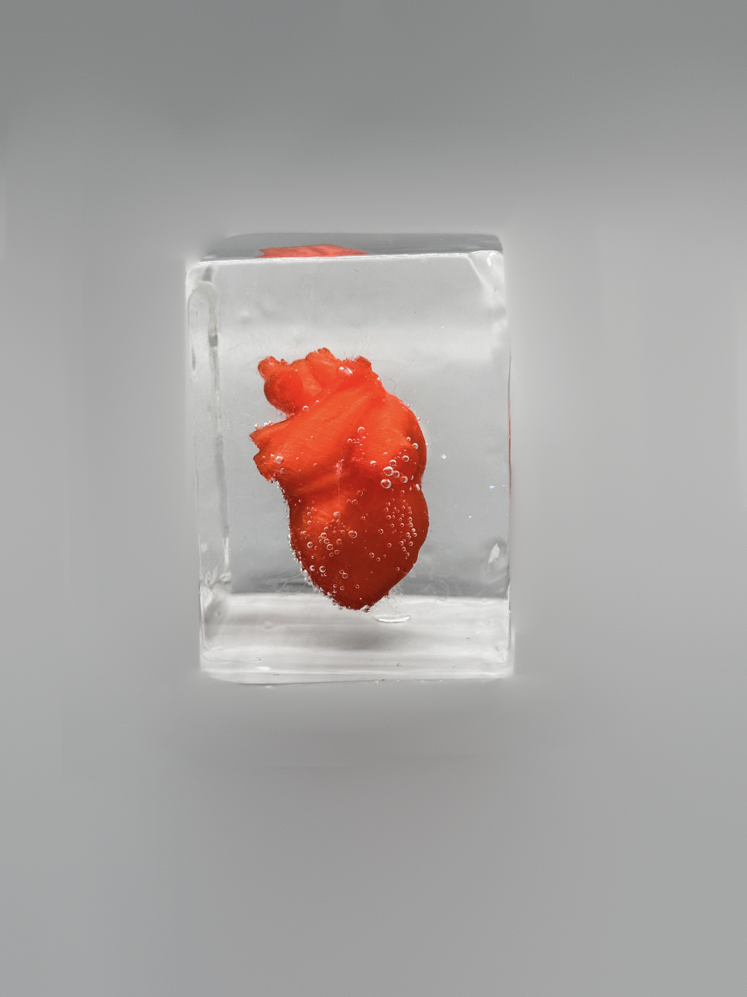 Анатомическое сердце