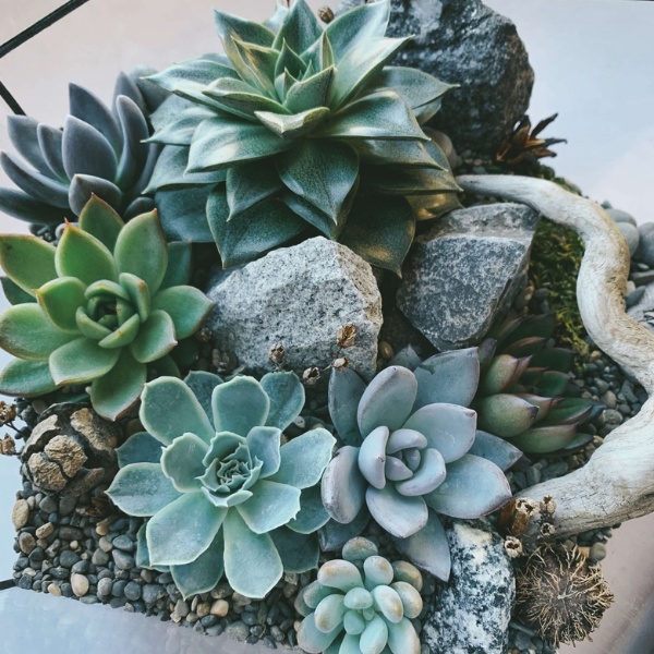 большой флорариум Айсберг с суккулентами