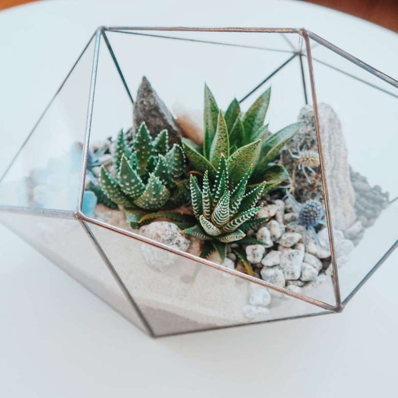 флорариум с суккулентами Неприхотливый