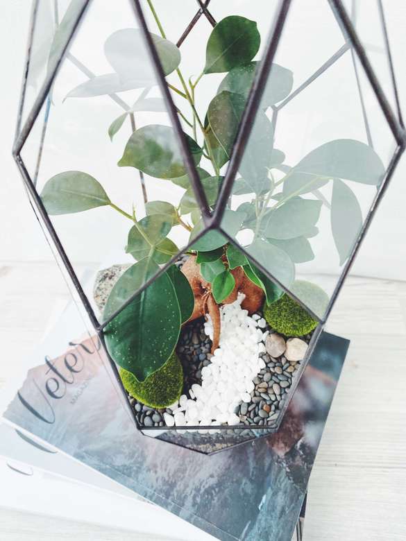 бонсай с фикусом гинсенг Луч, высота 41см