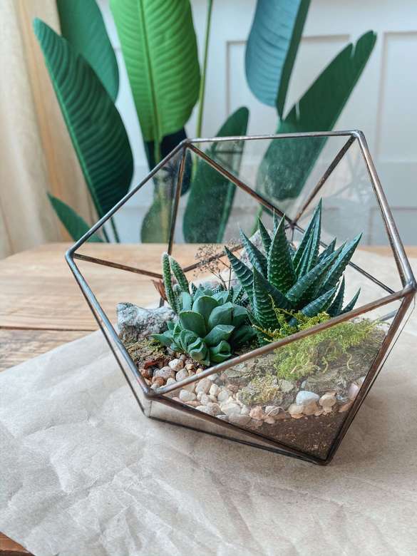 флорариум с неприхотливыми суккулентами Лес