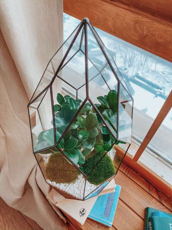 флорариум Луч с фикусом Гинсенг, высота 53см