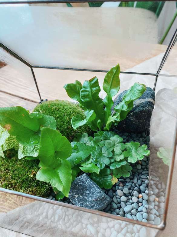 флорариум Зеленая тепличка