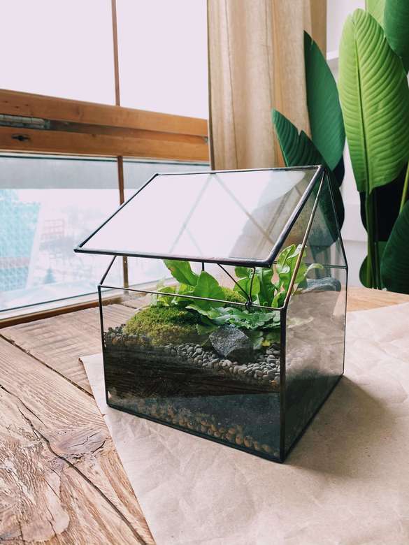 флорариум Зеленая тепличка