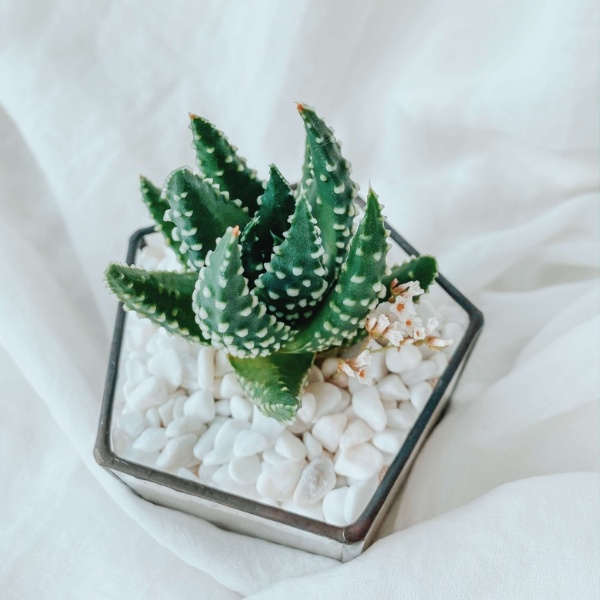 теневыносливый пентагончик с Хавортией