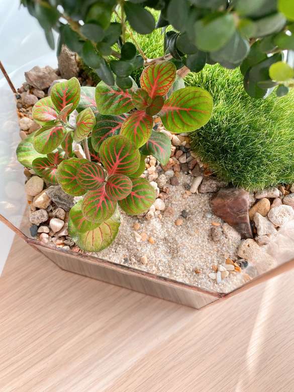 флорариум Шантарам с мирсиной, высота 38см