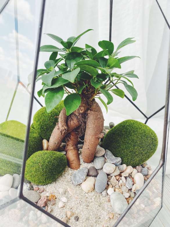 бонсай в Скале, высота 40см