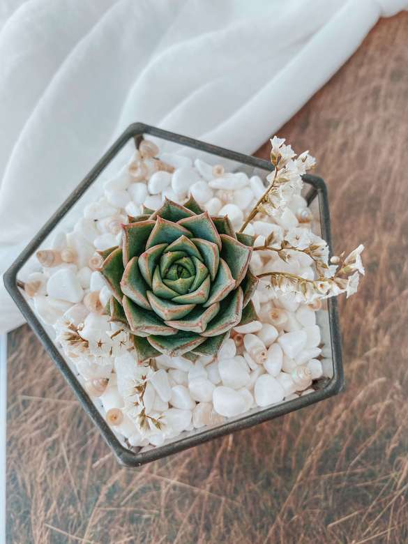 пентагончик с Эхеверией Фабиола