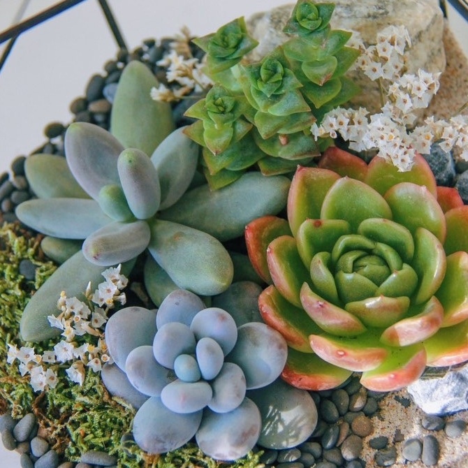 флорариум с суккулентами Весенний