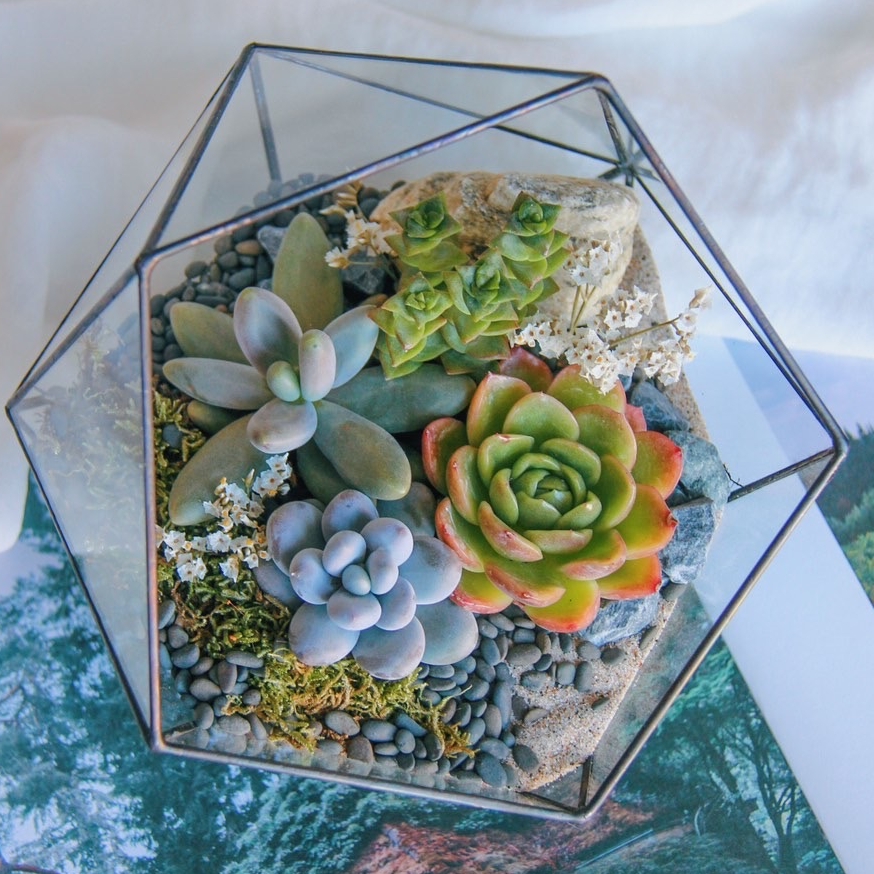 флорариум с суккулентами Весенний