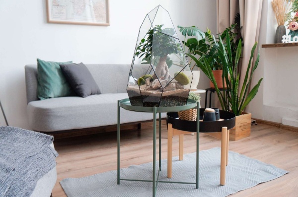 очень большой бонсай в Скале