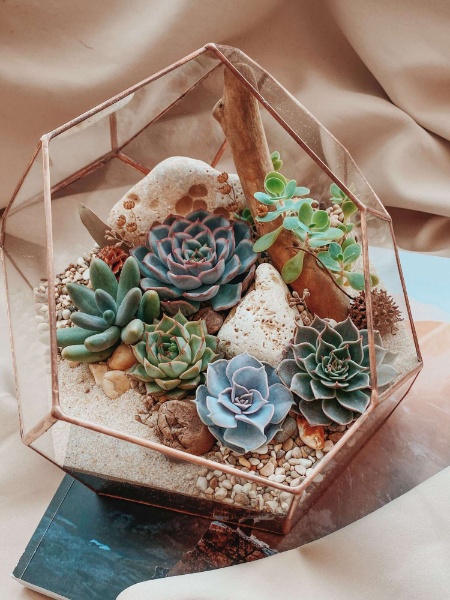 большой флорариум с суккулентами Стоун