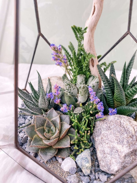 флорариум с теневыносливыми сукклуентами Скала