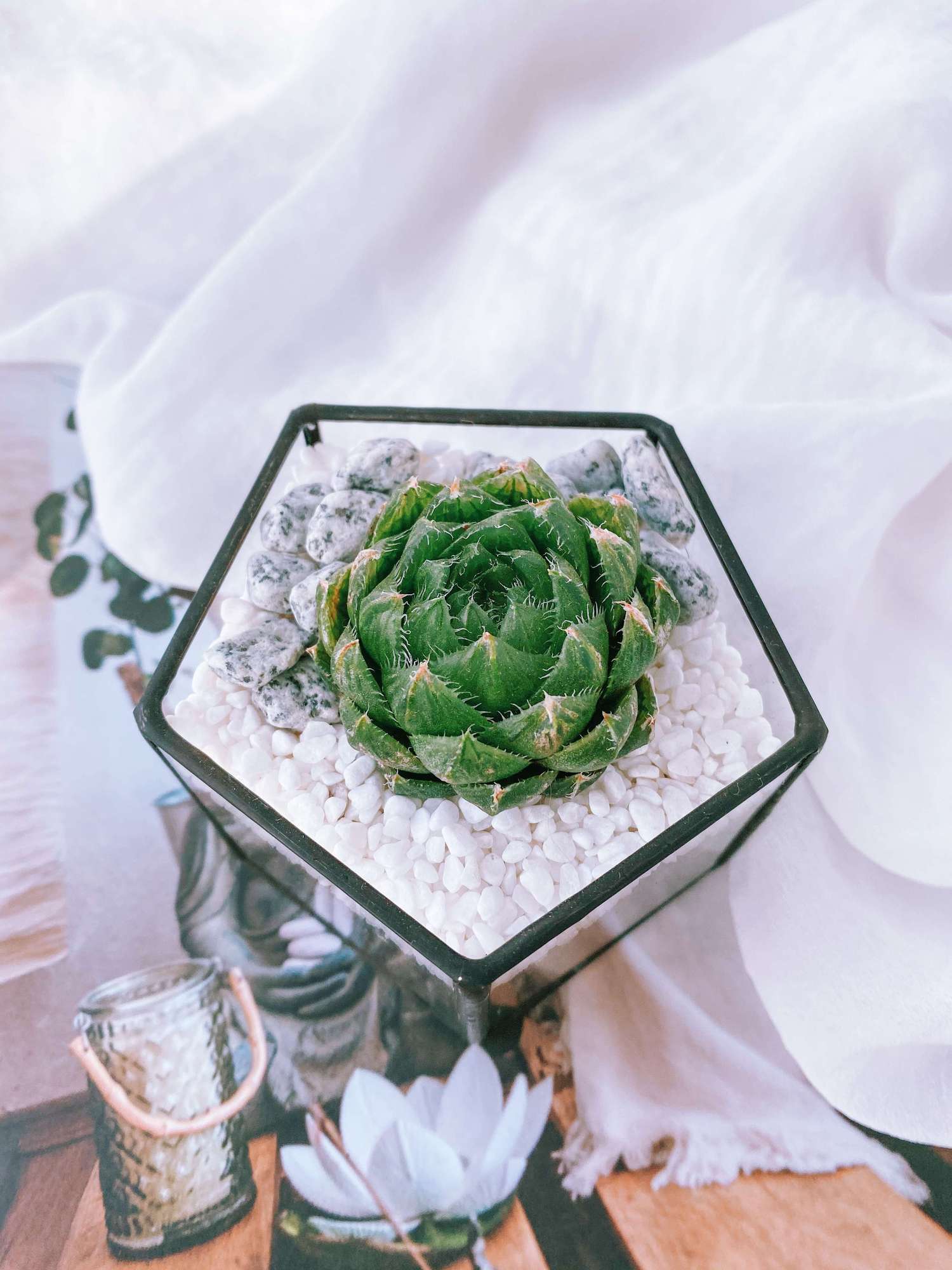 пентагончик с Хавортией Купера