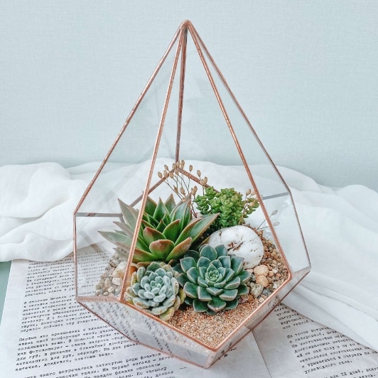 флорариум с суккулентами Капля