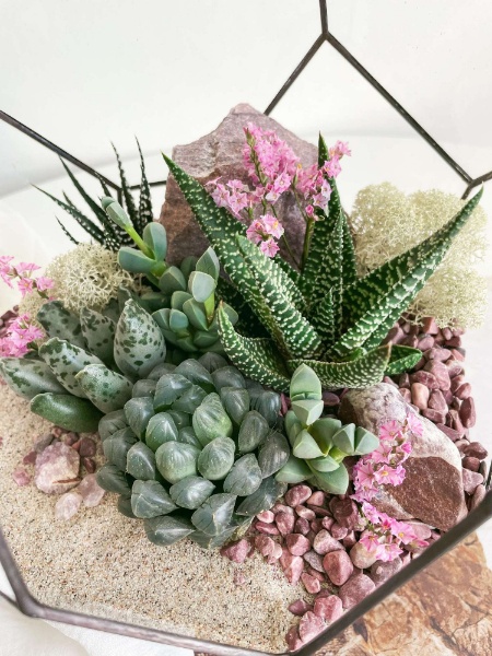 флорариум с суккулентами Терский берег