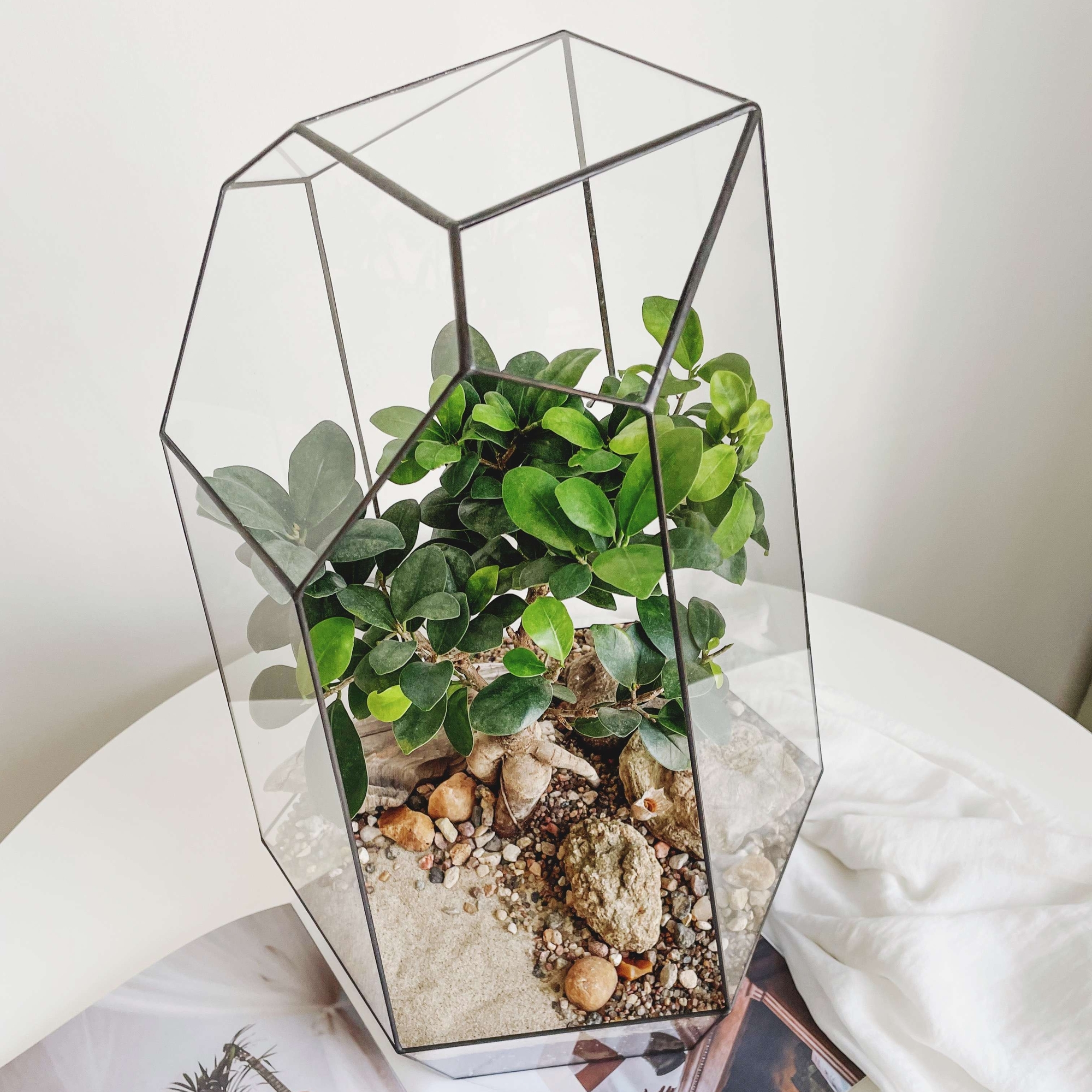 флорариум Эйва с фикусом Гинсенг, 42см