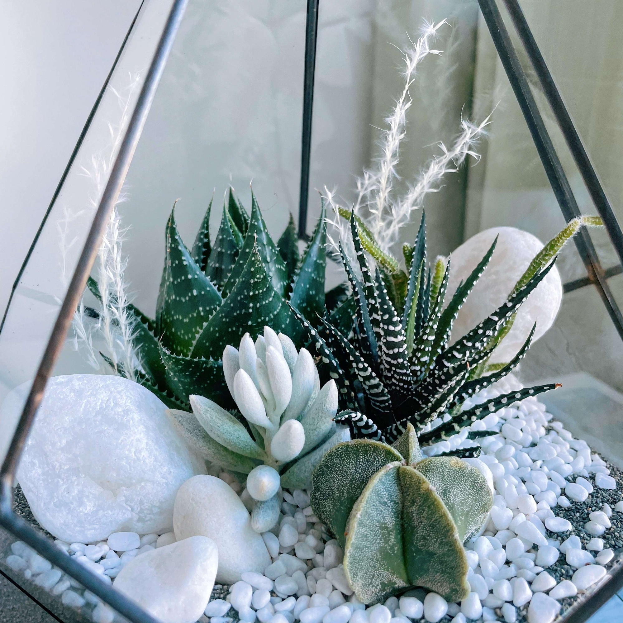 флорариум с теневыносливыми суккулентами Капля