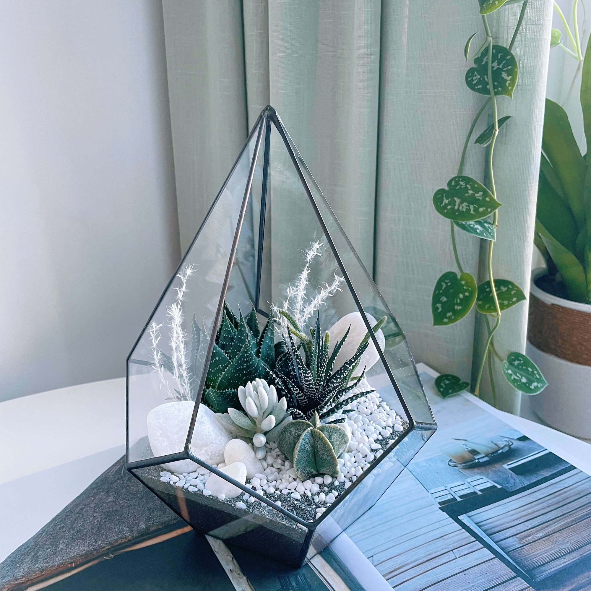 флорариум с теневыносливыми суккулентами Капля