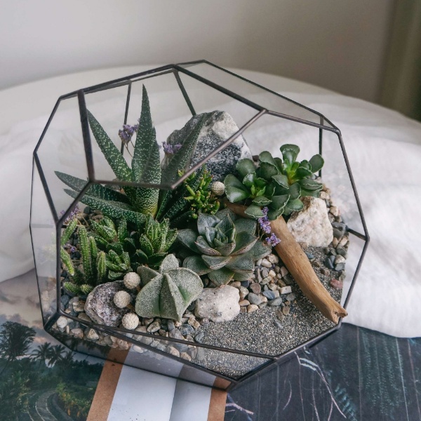 флорариум с теневыносливыми суккулентами Грот