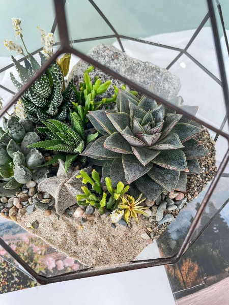 флорариум с теневыносливыми суккулентами Комета