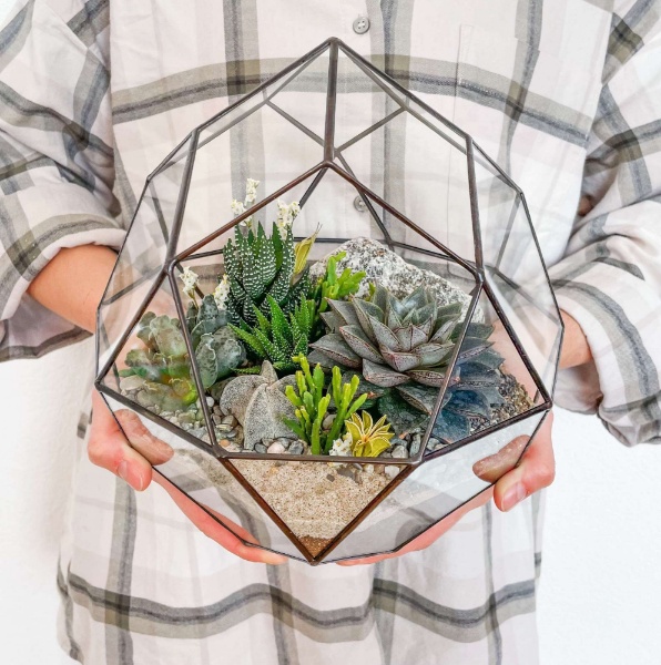 флорариум с теневыносливыми суккулентами Комета