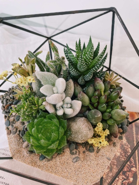 флорариум c теневыносливыми суккулентами Необыкновенный