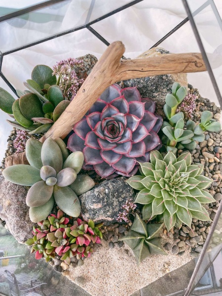 большой флорариум с суккулентами Стоун