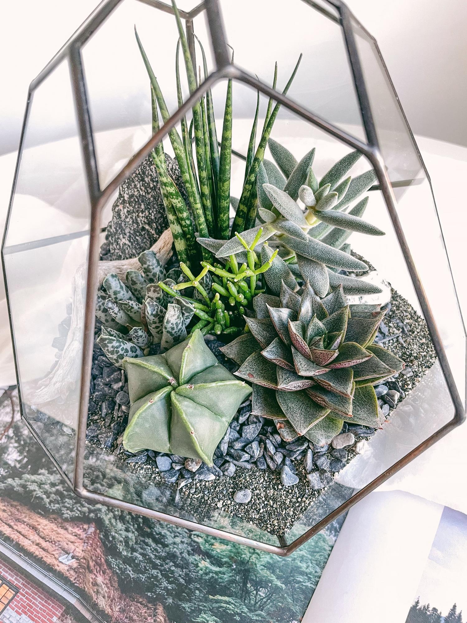 флорариум  Бутон с теневыносливыми суккулентами