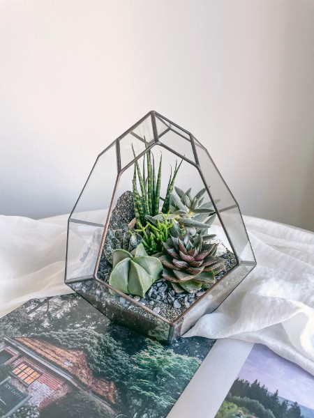 флорариум  Бутон с теневыносливыми суккулентами