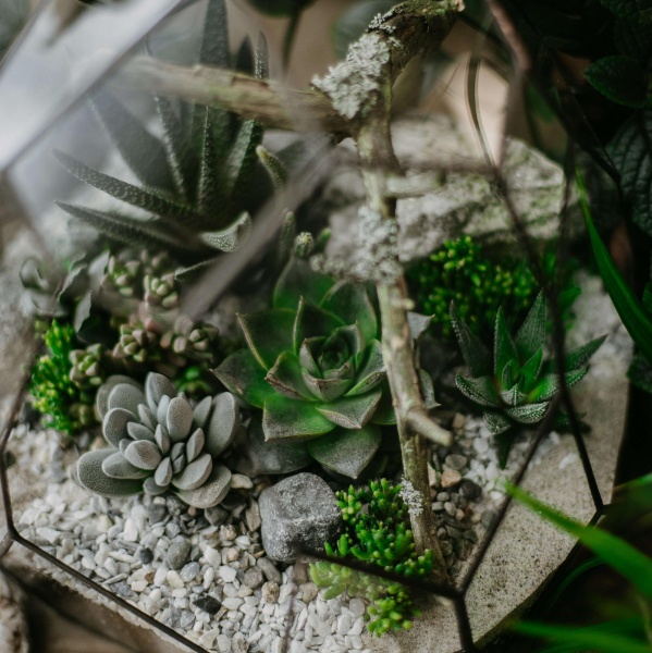 флорариум с теневыносливыми суккулентами Таинственный лес
