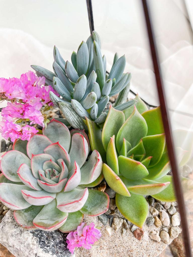 флорариум с суккулентами Капелька