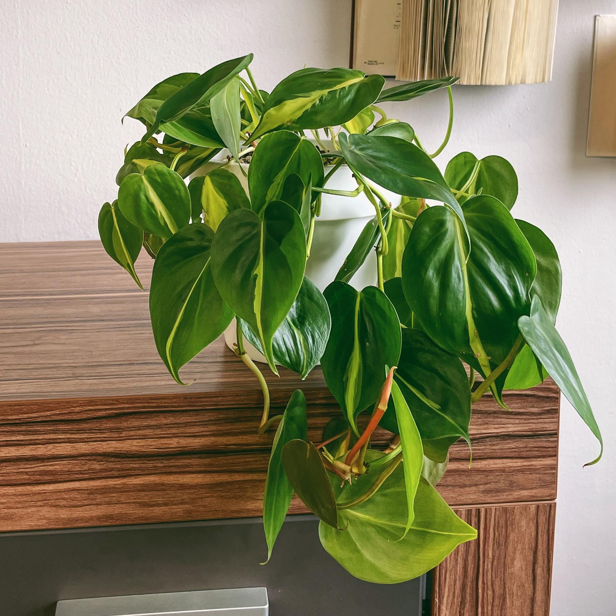 Филодендрон Бразил (под заказ)