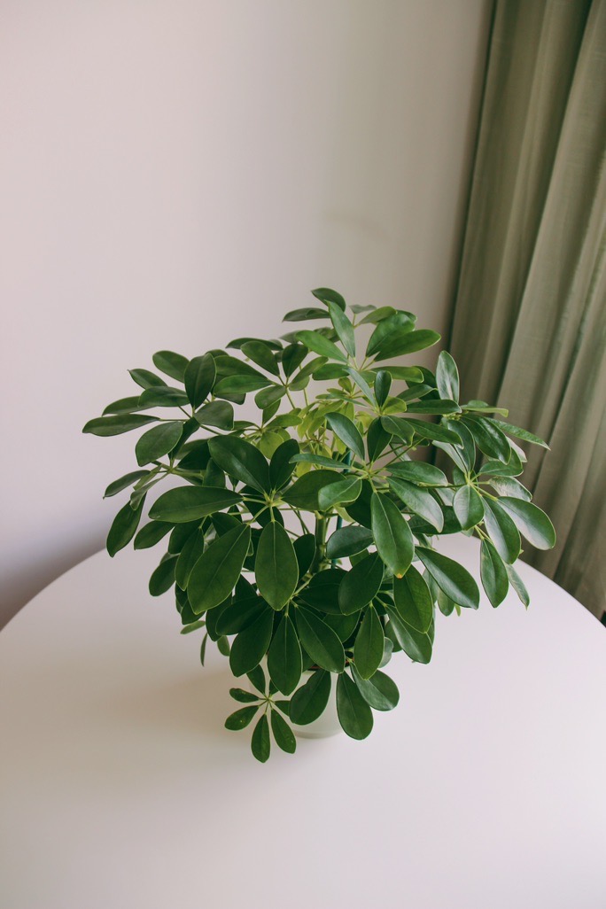 Шеффлера (очень неприхотливая)