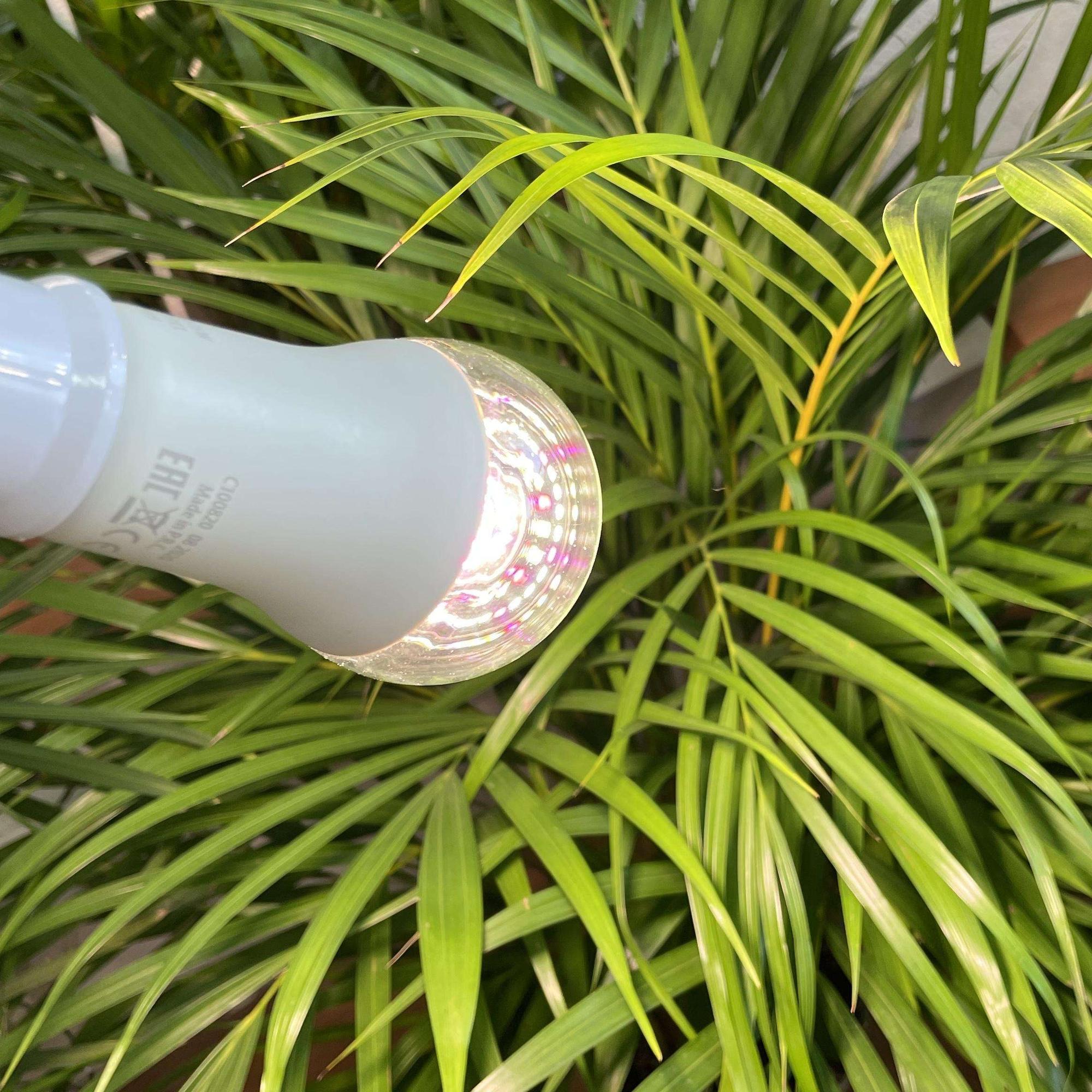 фитолампа для суккулентов, растений, флорариумов