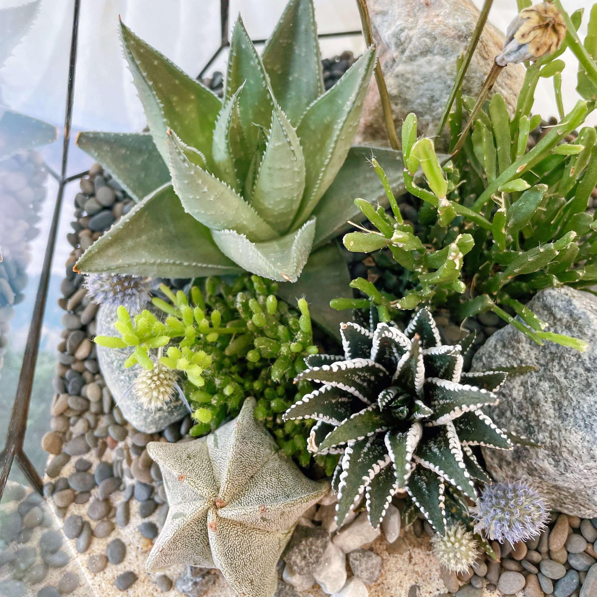 флорариум с теневыносливыми суккулентами Север