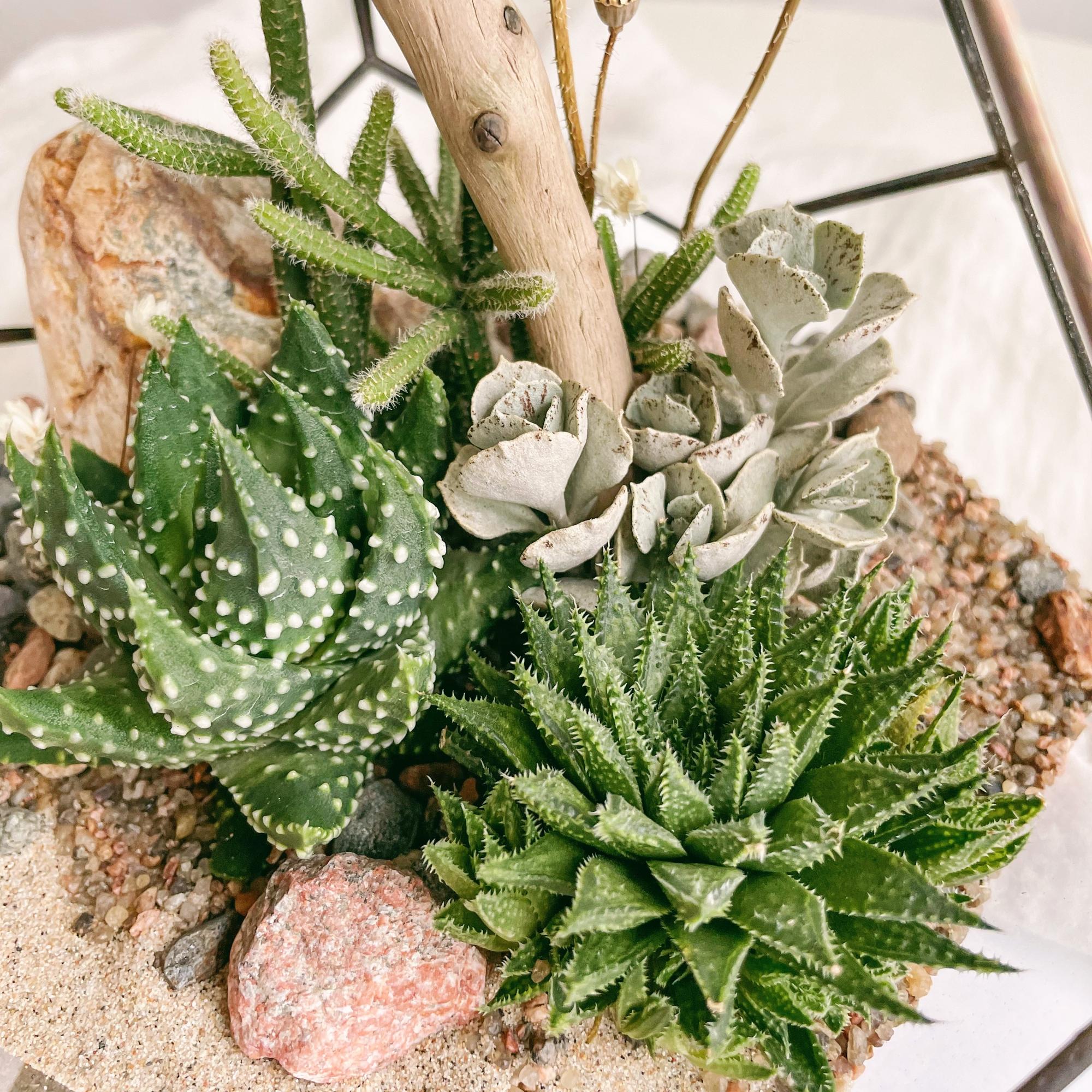 флорариум капля c суккулентами Онега