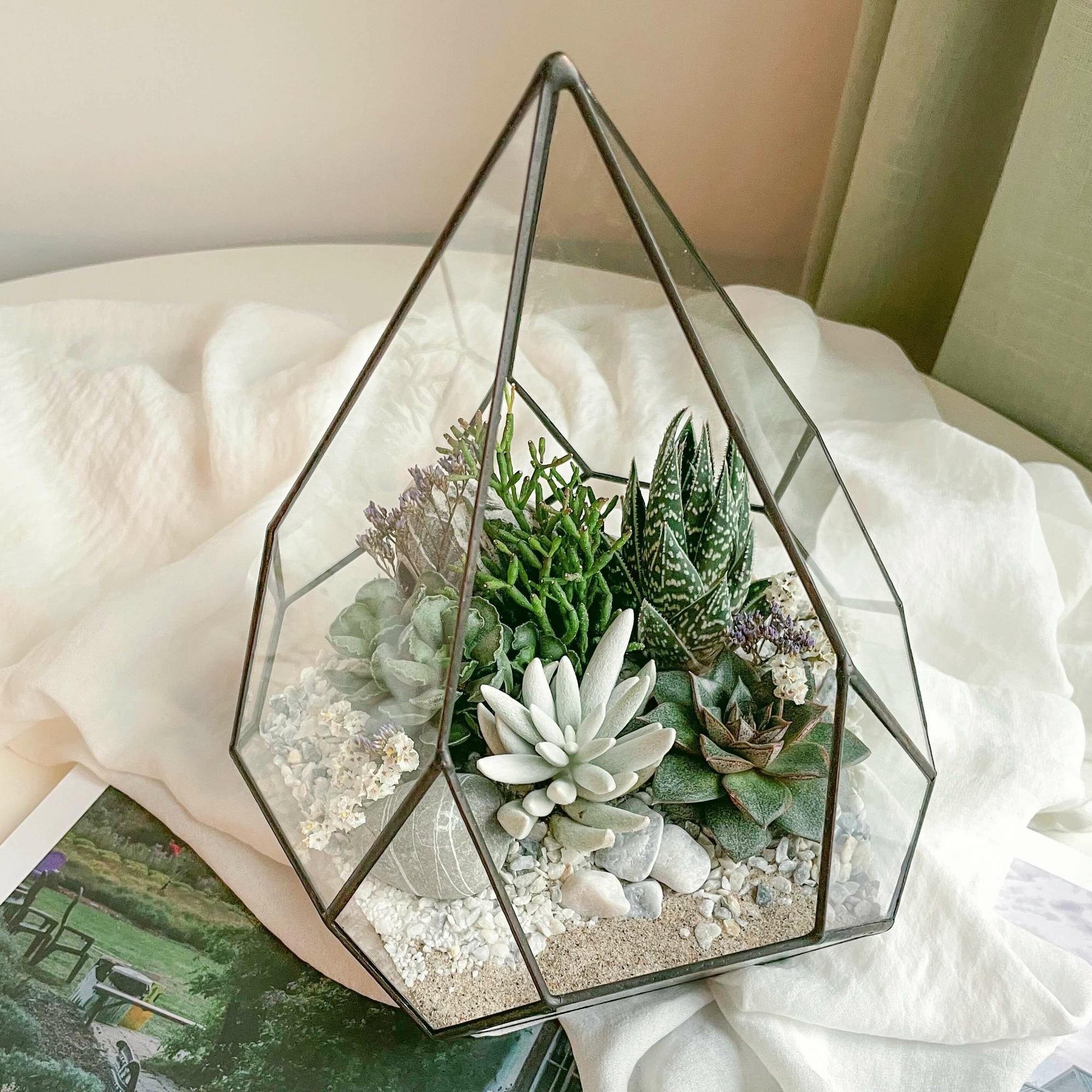 флорариум с теневыносливыми суккулентами Скай