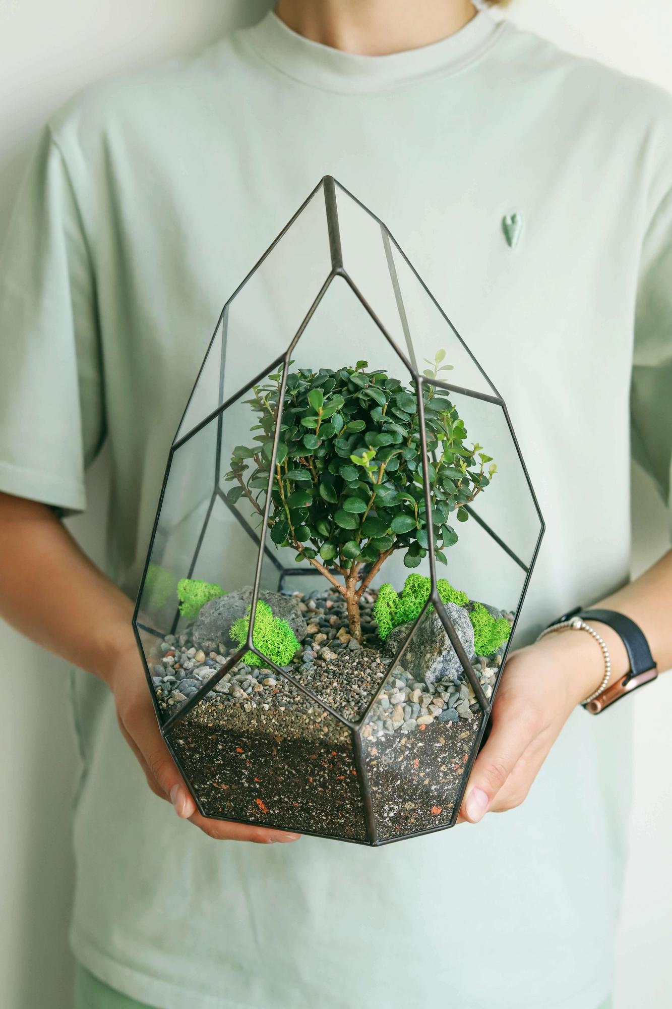 флорариум с мирсиной африканской Скала