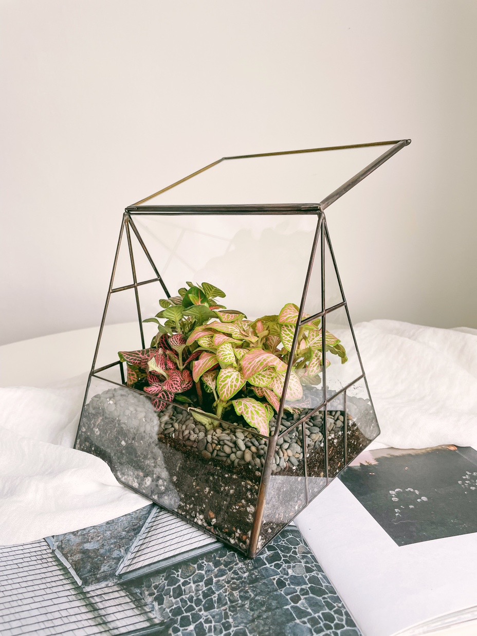 флорариум с влаголюбивыми фиттониями Парничок