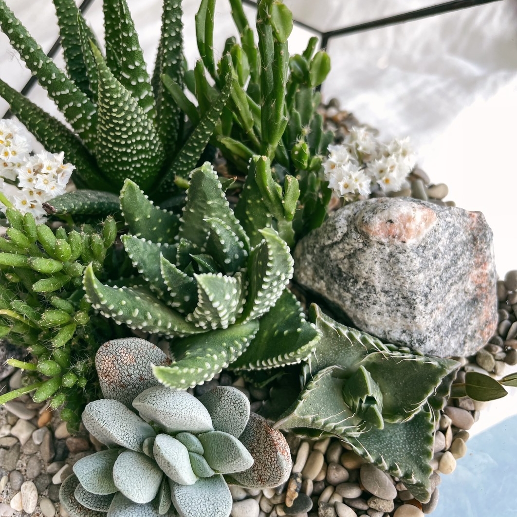 флорариум капля c суккулентами Лес