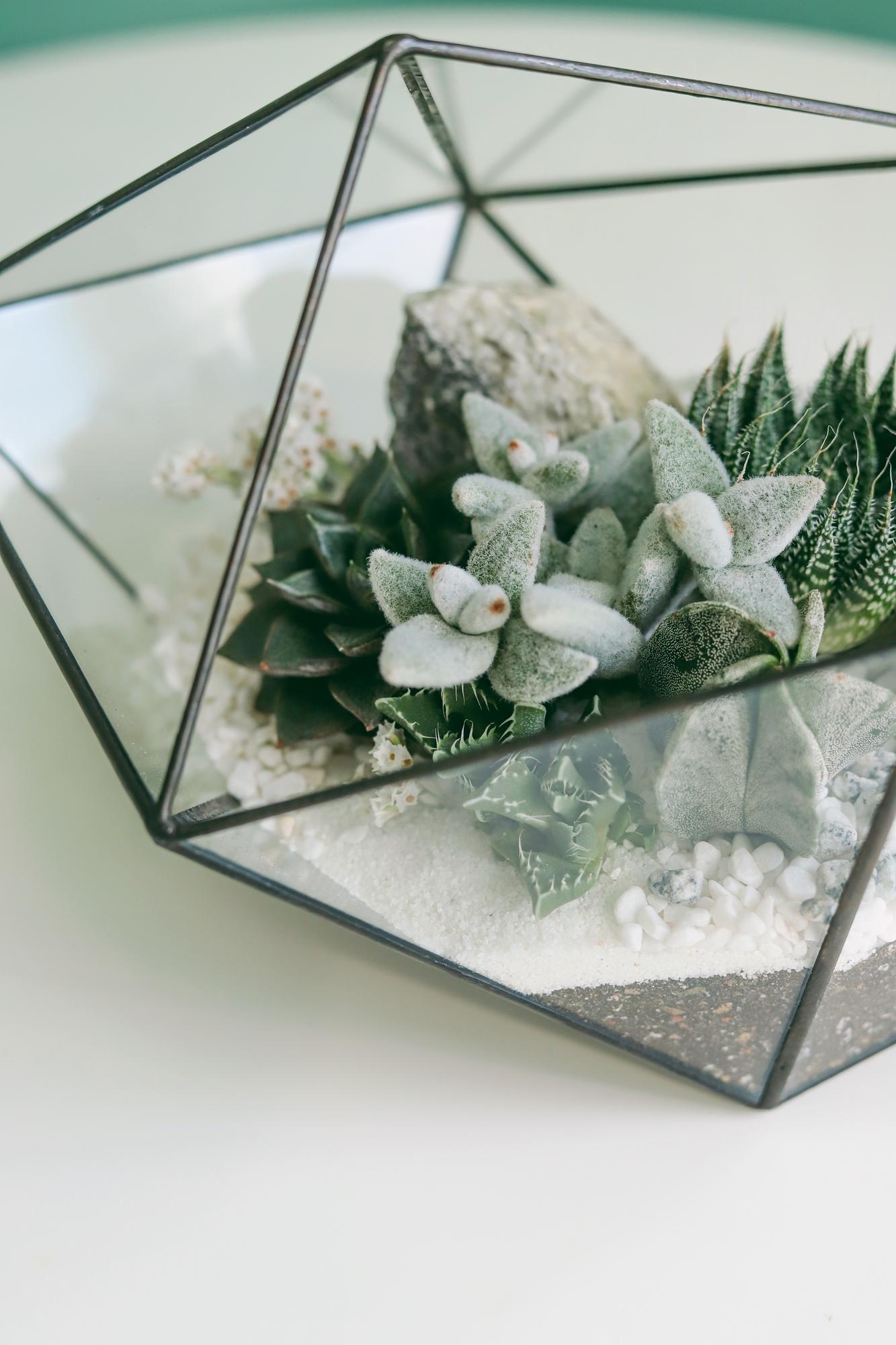 Флорариум с теневыносливыми суккулентами Белый кварц