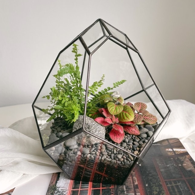 флорариум  Бутон с фиттониями и папоротником