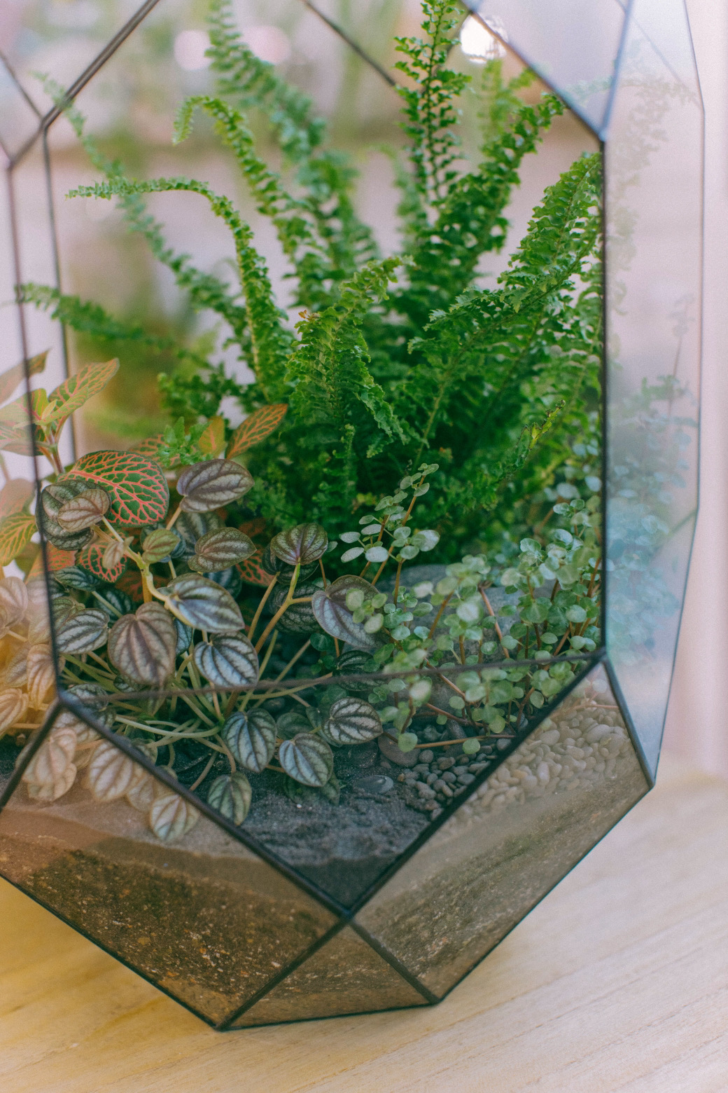 флорариум Тропический