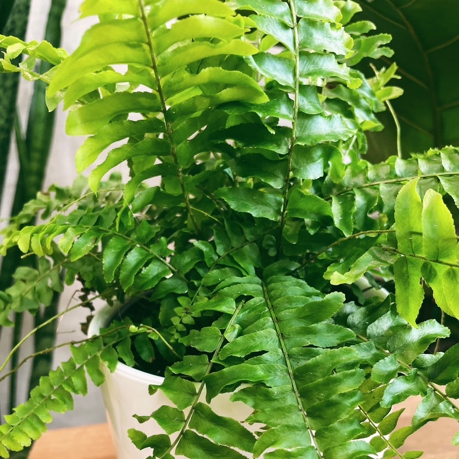 Папоротник Нефролепис