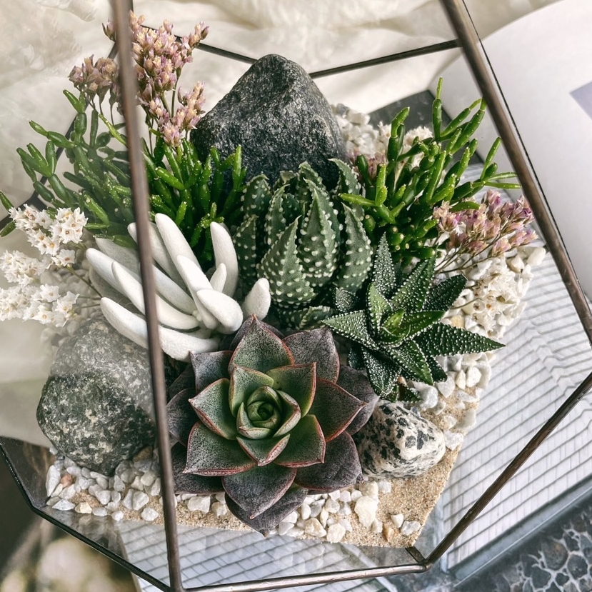 флорариум Капля c теневыносливыми суккулентами