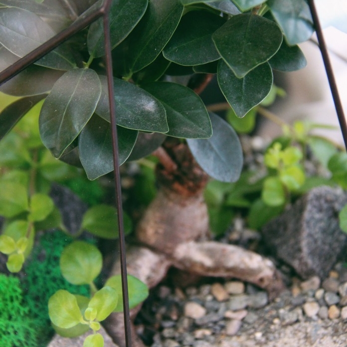 бонсай в Скале с фикусом Гинсенг