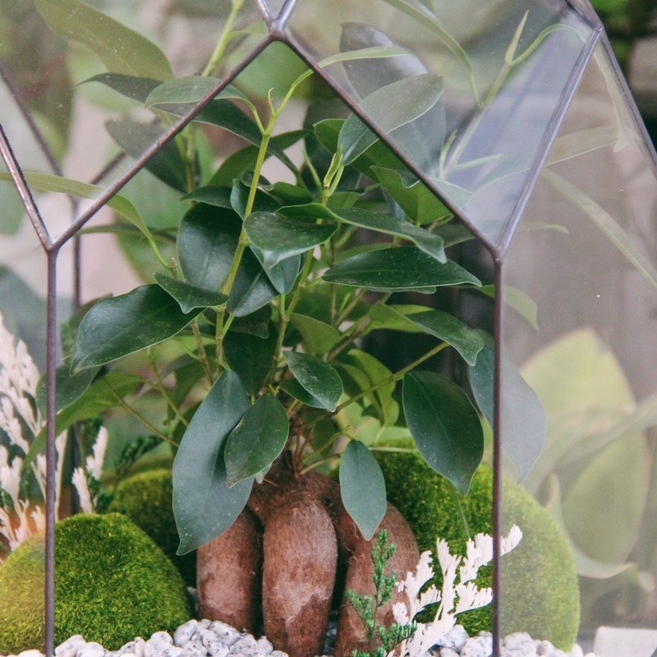 флорариум с Фикусом Гинсенг, 43см