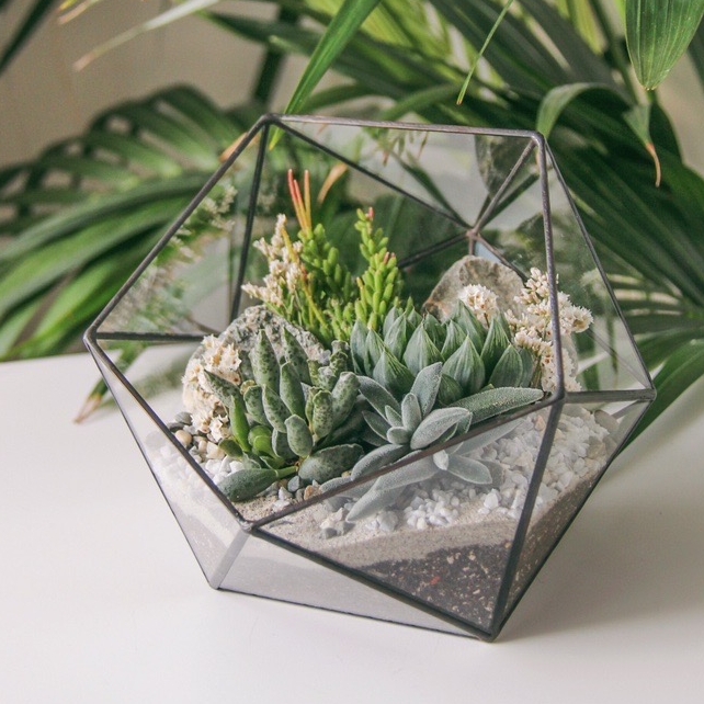 флорариум c теневыносливыми суккулентами Зеленый
