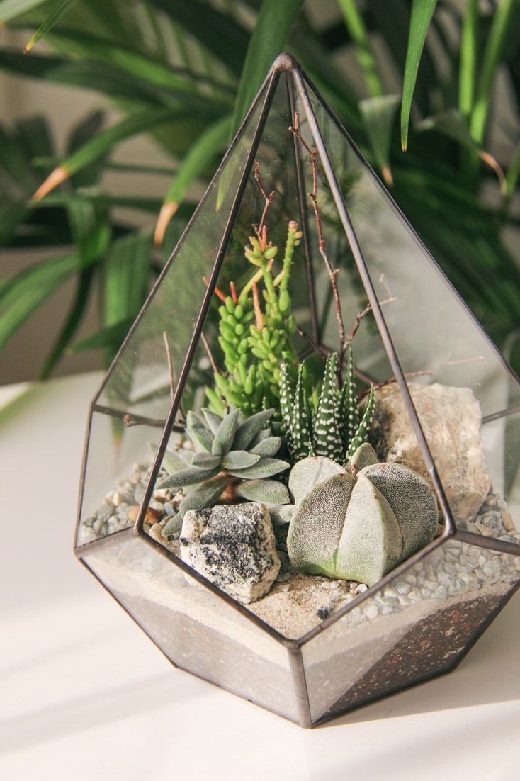 флорариум капелька S c теневыносливыми суккулентами Весна